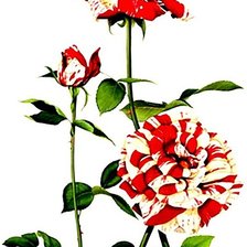 Cross stitch pattern: #1872507