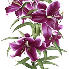 Cross stitch pattern: #1872512