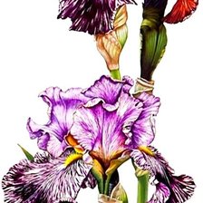 Cross stitch pattern: #1872513