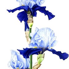 Cross stitch pattern: #1872524