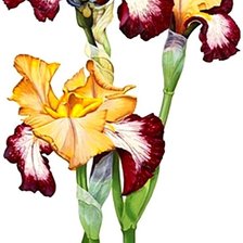 Cross stitch pattern: #1872533