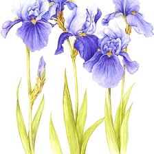 Cross stitch pattern: #1872539