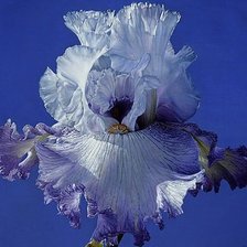 Cross stitch pattern: #1872545