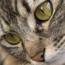 Cross stitch pattern: #1872851