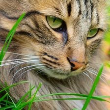 Cross stitch pattern: #1872852