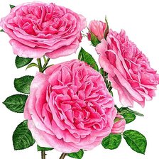 Cross stitch pattern: #1873782