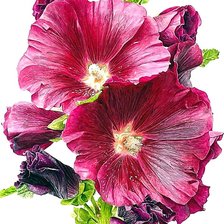 Cross stitch pattern: #1874049