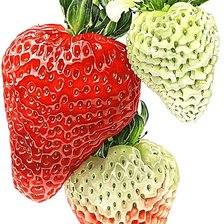 Cross stitch pattern: #1874235