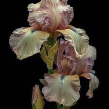 Cross stitch pattern: #1875348