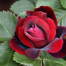 Cross stitch pattern: #1880030