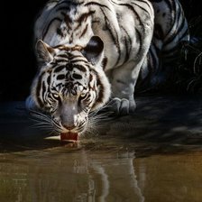 Cross stitch pattern: #1882210