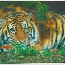 Cross stitch pattern: #1885405