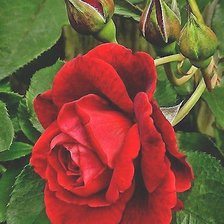 Cross stitch pattern: #1892758