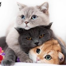 Cross stitch pattern: #1894818