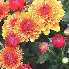 Cross stitch pattern: #1894969