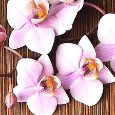 Cross stitch pattern: #1894970