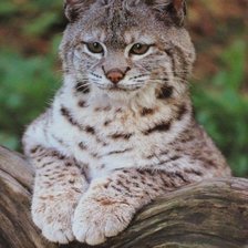 Cross stitch pattern: #1896038