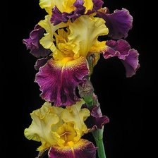 Cross stitch pattern: #1897825