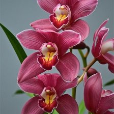 Cross stitch pattern: #1902993