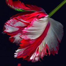 Cross stitch pattern: #1905524