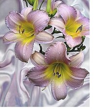 Cross stitch pattern: #1905648