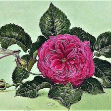 Cross stitch pattern: #1905914