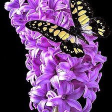 Cross stitch pattern: #1909883