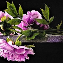Cross stitch pattern: #1909886