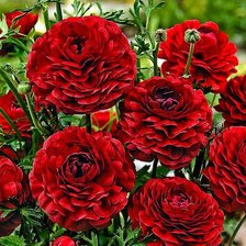 Cross stitch pattern: #1910048