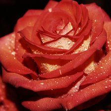 Cross stitch pattern: #1911549