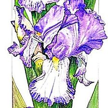 Cross stitch pattern: #1918245