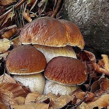 Cross stitch pattern: #1919387