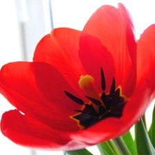 Cross stitch pattern: #1919841