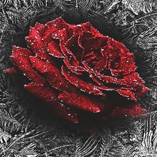 Cross stitch pattern: #1920434