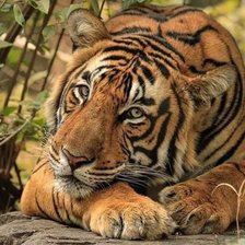 Cross stitch pattern: #1925155