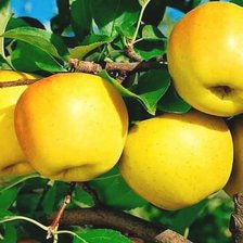 Cross stitch pattern: #1926083