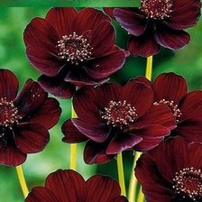 Cross stitch pattern: #1926331