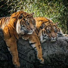 Cross stitch pattern: #1926445