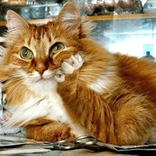 Cross stitch pattern: #1927533
