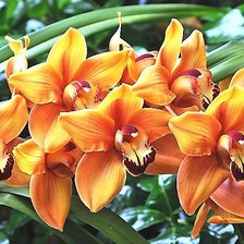 Cross stitch pattern: #1933554