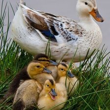 Cross stitch pattern: #1935209