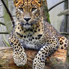 Cross stitch pattern: #1935303