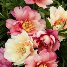 Cross stitch pattern: #1936980