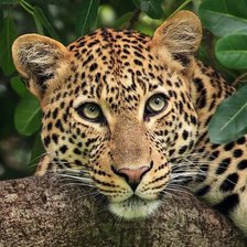 Cross stitch pattern: #1937338