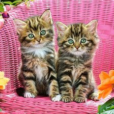 Cross stitch pattern: #1937993