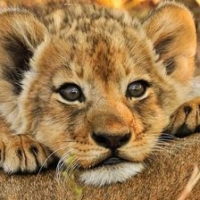 Cross stitch pattern: #1938083