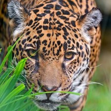 Cross stitch pattern: #1938478