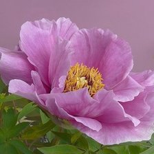 Cross stitch pattern: #1944840