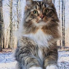 Cross stitch pattern: #1947152