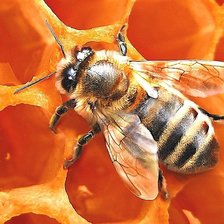 Cross stitch pattern: #1952020